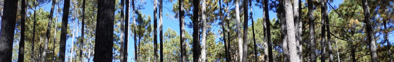 Arboles en algún lugar de Mexiquillo, Durango